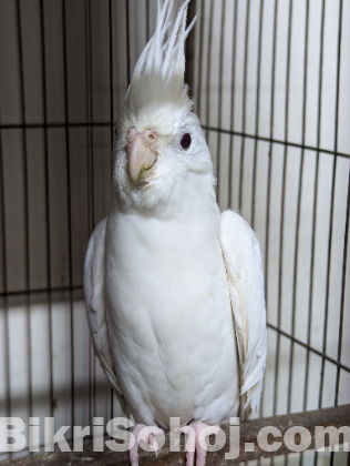 Albino cockatiel Male